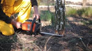 How Our Tree Care Process Works  in  Poynette, WI