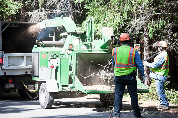 Leaf Removal in Poynette, WI